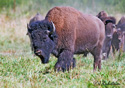 Bison bison